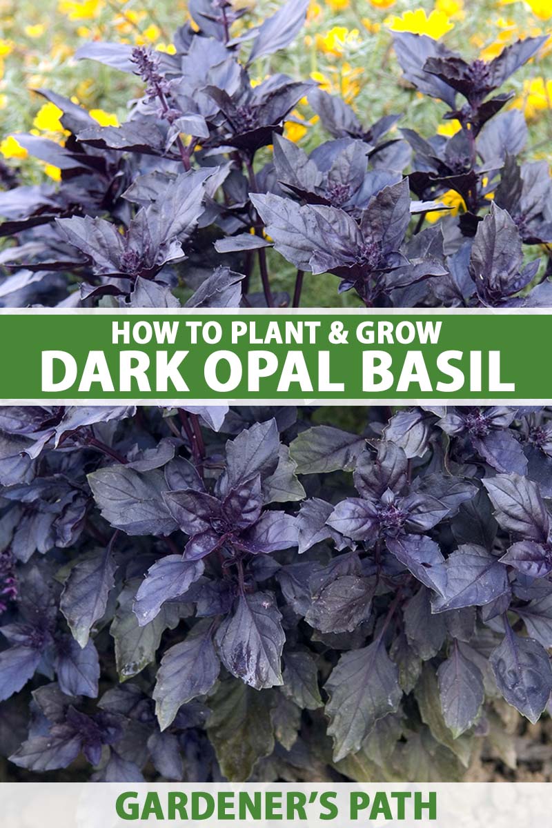 A vertical photo filled with the dark purple foliage of a dark opal basil plant. Green and white text span the center and bottom of the frame.