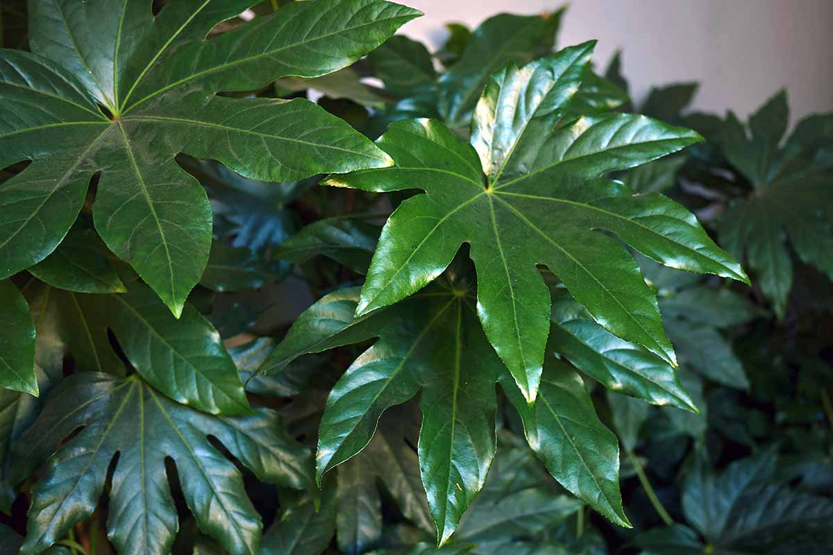 A horizontal close up of several dark green, shiny, Fatsia Japonica leaves.
