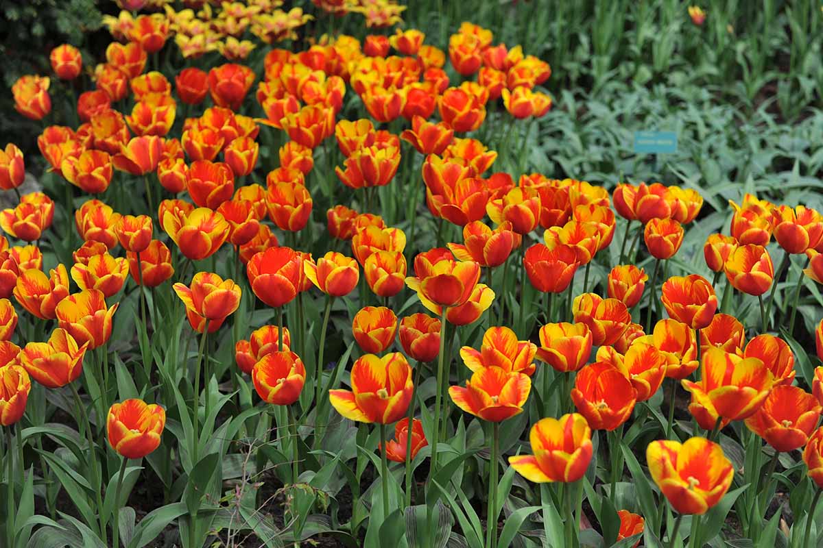 A horizontal photo of a field filled with yellow and red variegated Greigii tulips.