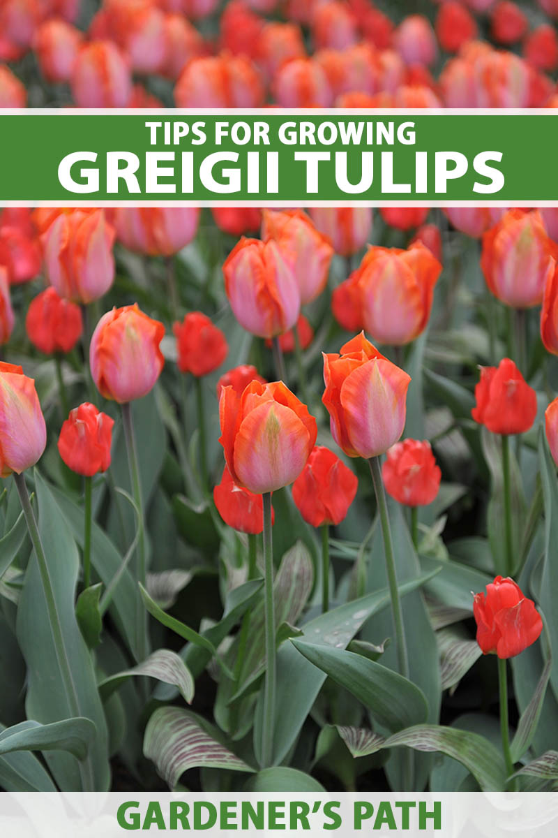 A vertical close up of a garden bed filled with red Greigii tulips. Green and white text span the center and bottom of the frame.