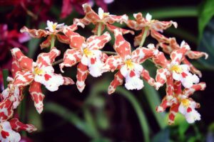 A horizontal photo of orange and cream speckled odontoglossum orchids.