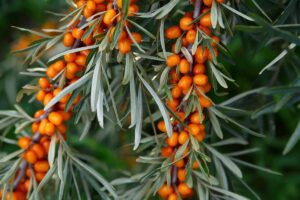 A close up horizontal image of sea buckthorn foliage and berries growing in the garden.