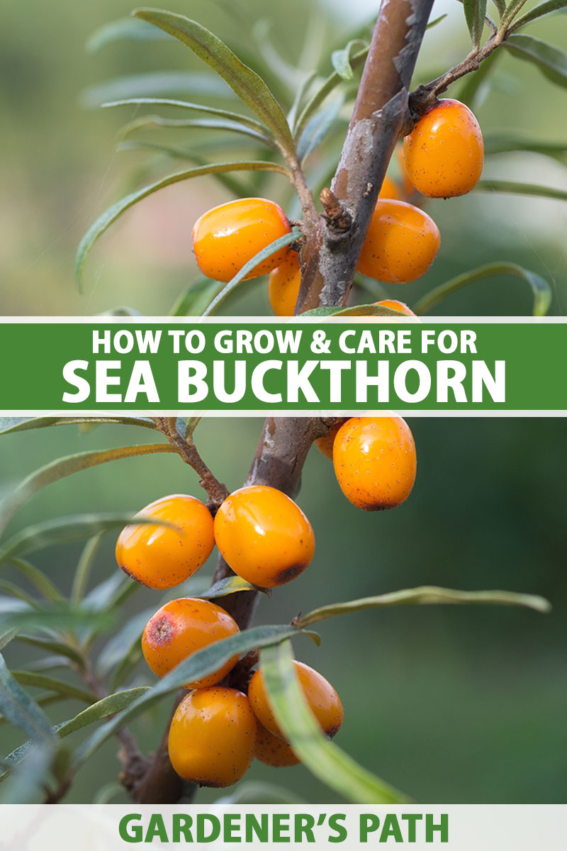 A close up vertical image of a sea buckthorn branch with silvery leaves and bright orange berries pictured on a soft focus background. To the center and bottom of the frame is green and white printed text.