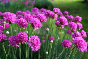 A close up horizontal image of bright pink sea thrift (Armeria maritima) flowers growing in the garden pictured on a soft focus background.