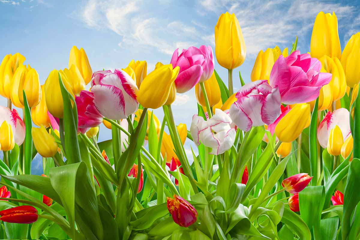 A horizontal photo of colorful tulips in a garden against a blue spring sky with wispy white clouds.