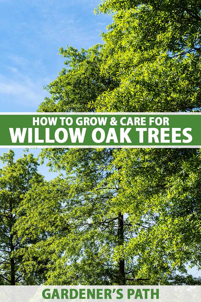 A vertical photo of a large willow oak tree against a bright blue sky. Green and white text span the center and bottom of the frame.