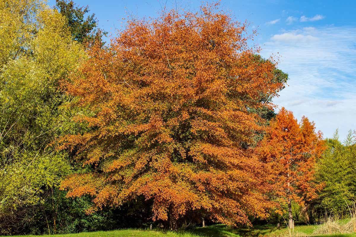 A horizontal landscape shot of an ornamental willow oak tree in autumn filled with orange colored foliage.