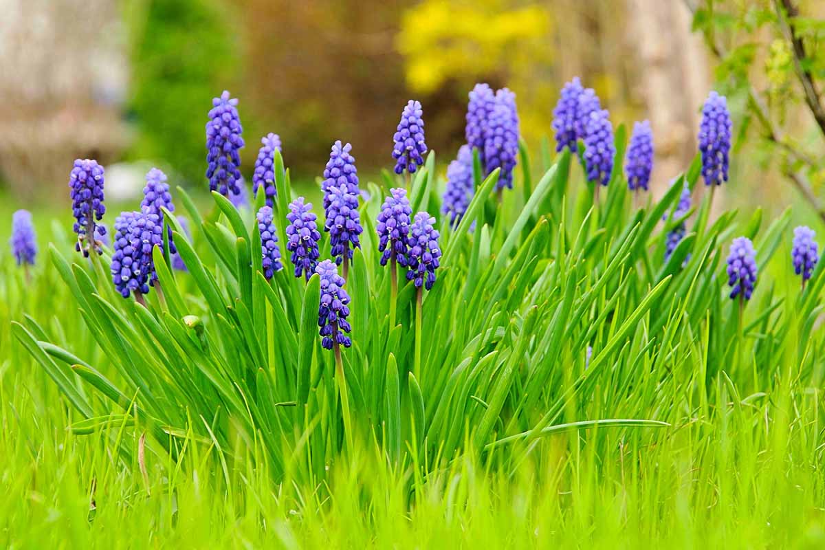 A horizontal photo of a clump of grape hyacinth blooms naturalized in a lawn.