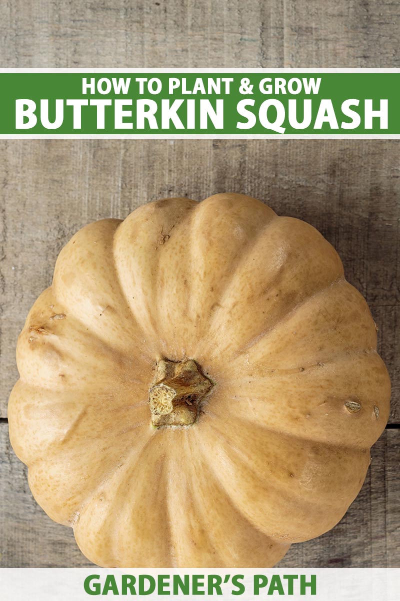 A vertical shot from above of a Butterkin squash on a wooden table. Green and white text span the center and bottom of the frame.
