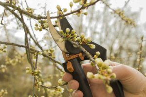 A close up horizontal image of a hand from the bottom of the frame holding a pair of pruners and cutting the branch of a flowering shrub.