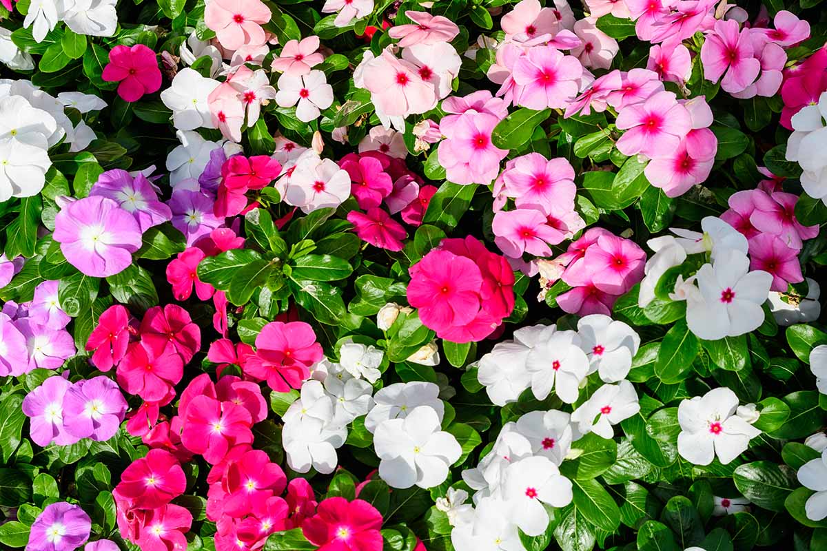 A horizontal close up photo shot from above of a garden bed of white, pink and dark pink impatiens.