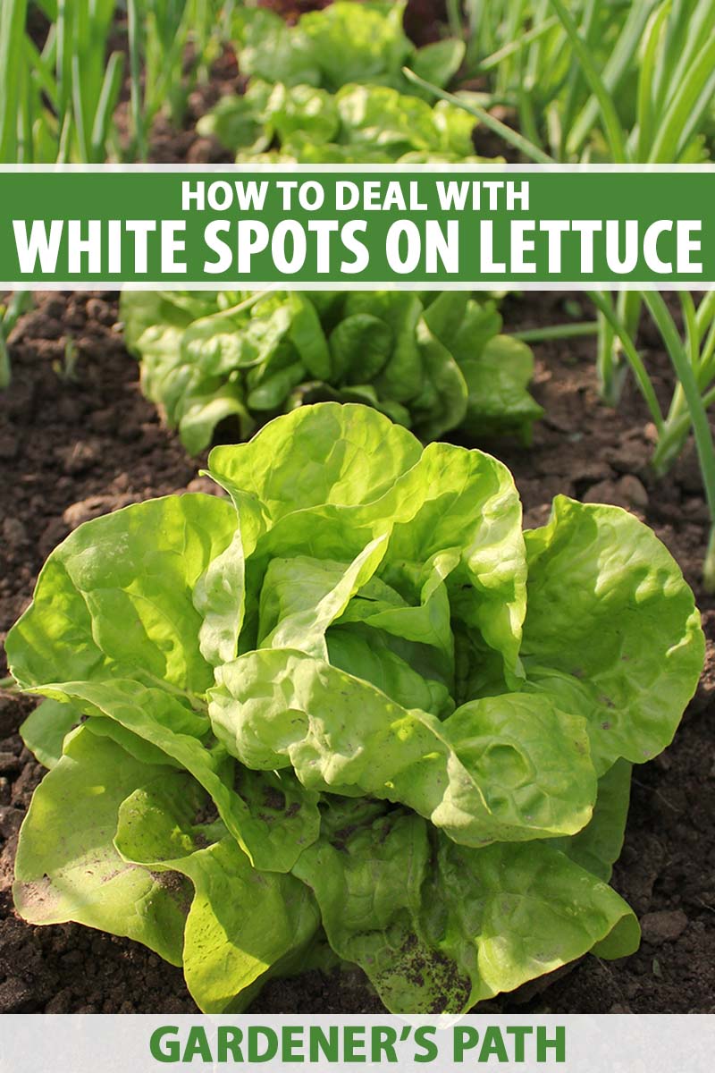 A vertical photo of lettuce plants growing in a row in a garden. Green and white text span the center and bottom of the frame.