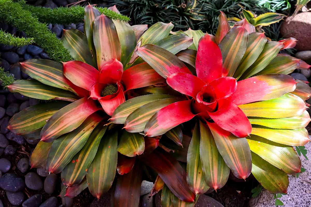 A close up horizontal image of two bromeliads growing outdoors in a rock garden.