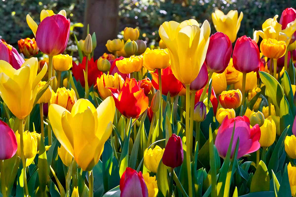 A horizontal shot of a field of various varieties of colorful tulips.