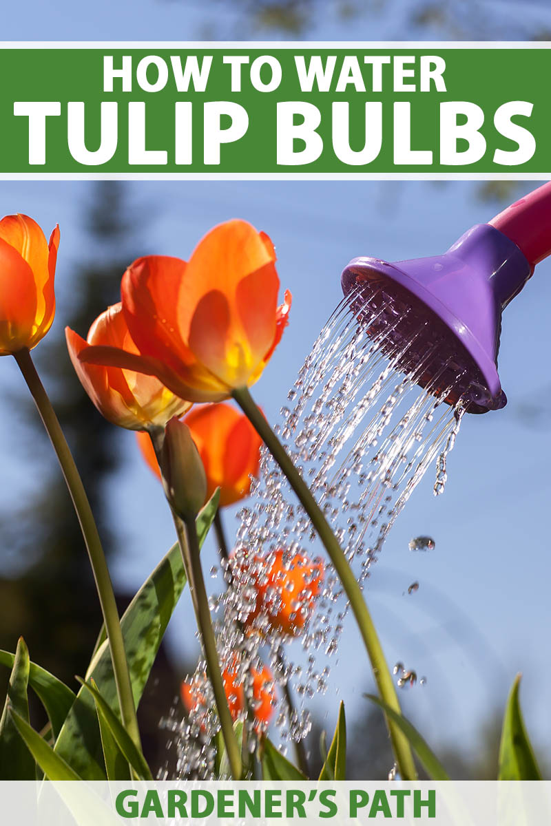 A vertical photo of a purple watering can watering orange blooming tulips. Green and white text span the center and bottom of the frame.