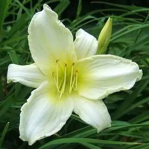 A square product shot of the Ice Carnival daylily. The shot is a close up of the creamy white bloom.