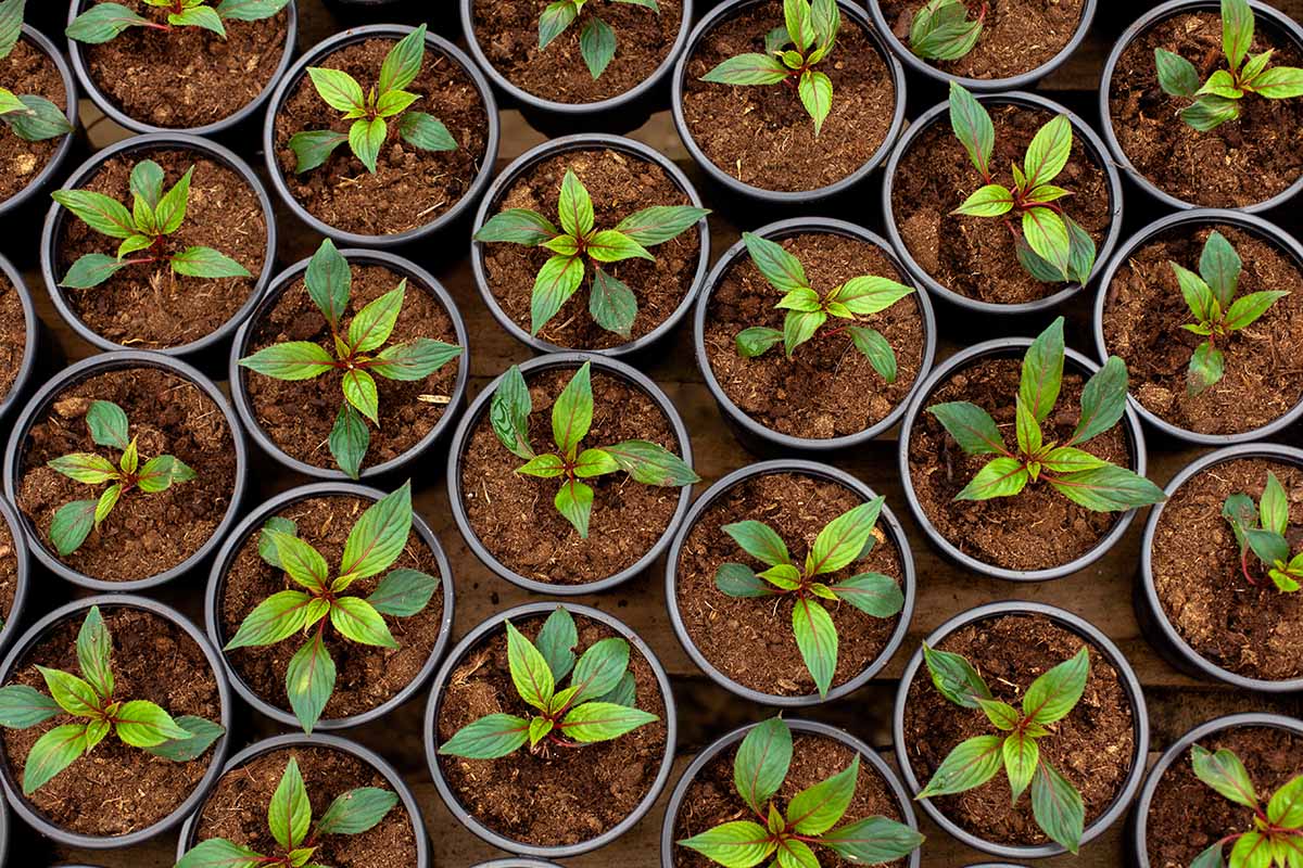 A horizontal photo shot from above of rows of Impatiens seedlings in individual black pots.