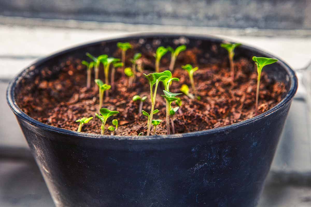 A horizontal photo of tiny seedlings poking through the soil in a black nursery pot.