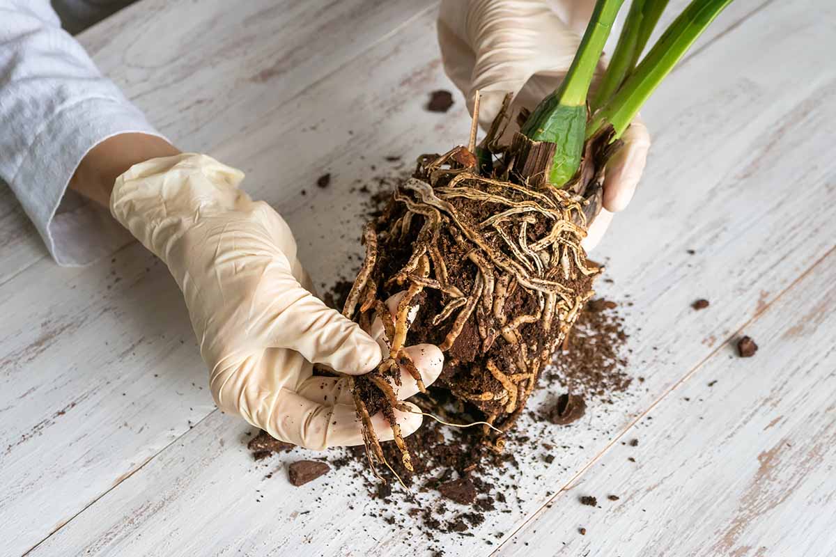 A horizontal shot from above of a gardener's hands inspecting the roots of an odontoglossum orchid over a wooden table.