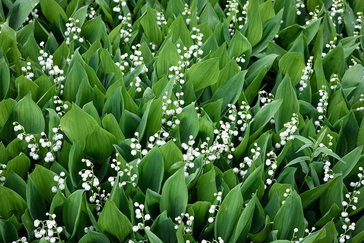 A horizontal close up photo of many lily of the valley plants growing closely together.