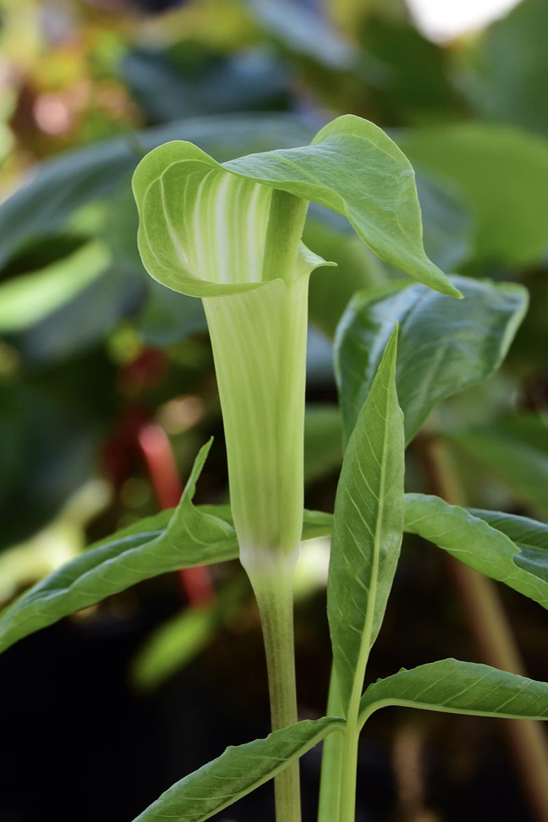 A vertical close up photo of a Jack in the Pulpit bloom growing in the garden.