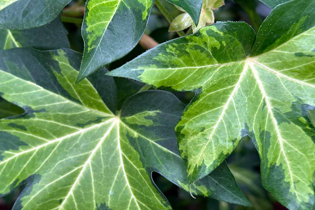 A horizontal close up of two green Japanese Aralia leaves with white veining down the center.