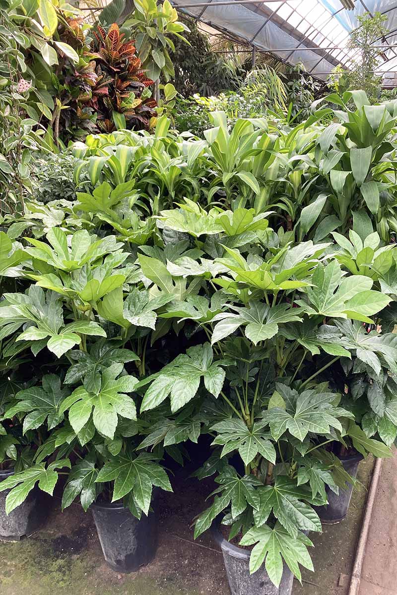 A vertical photo of several Japanese aralia plants growing in pots in a greenhouse.