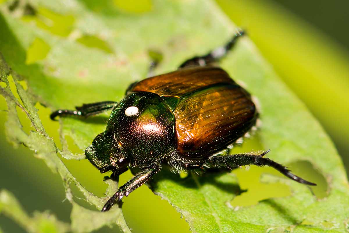 A close up horizontal image of a Japanese beetle munching on a leaf.