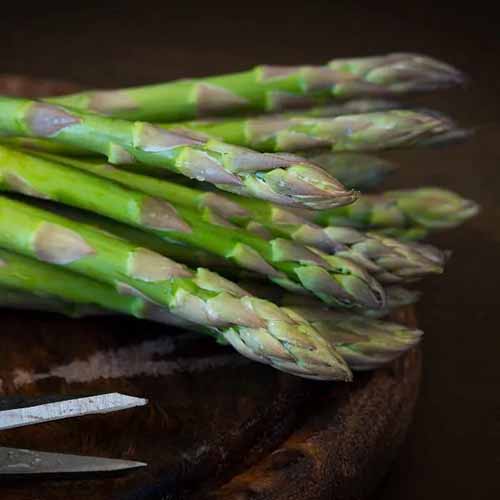 A close up square image of 'Jersey Knight' asparagus spears isolated on a soft focus background.