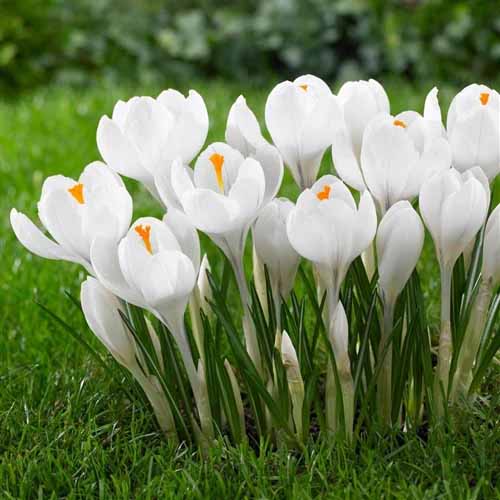 A close up of white 'Jeanne d'Arc' crocuses growing in the early spring garden.