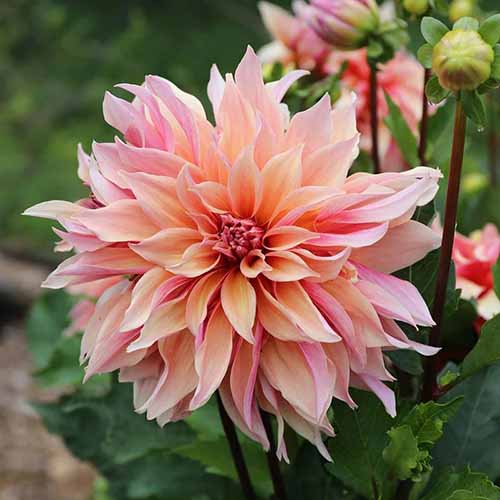 A square image of a single 'Labyrinth' dahlia growing in the garden pictured on a soft focus background.