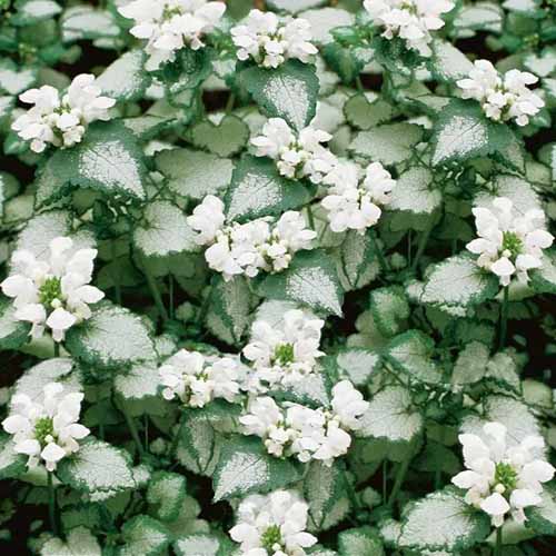 A square product photo of White Nancy lamium with small white blooms.