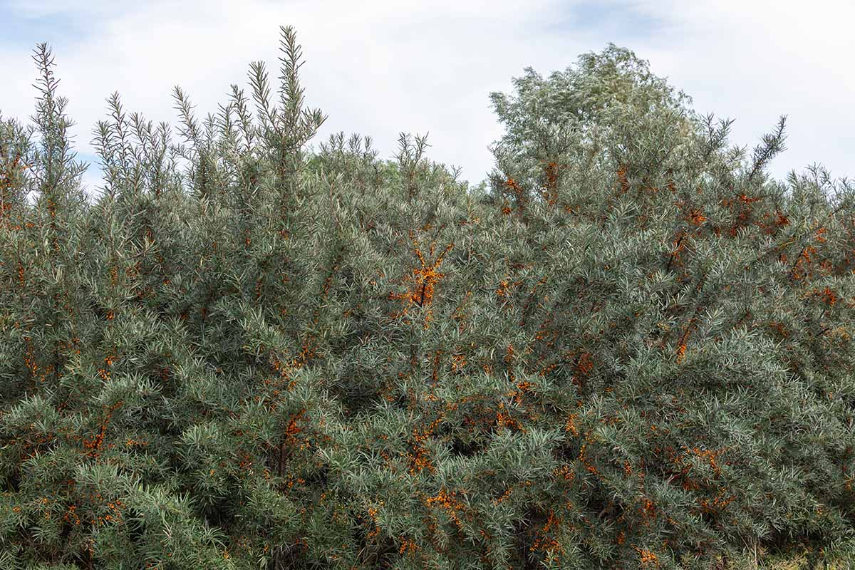 A horizontal image of a large sea buckthorn shrub laden with orange berries.