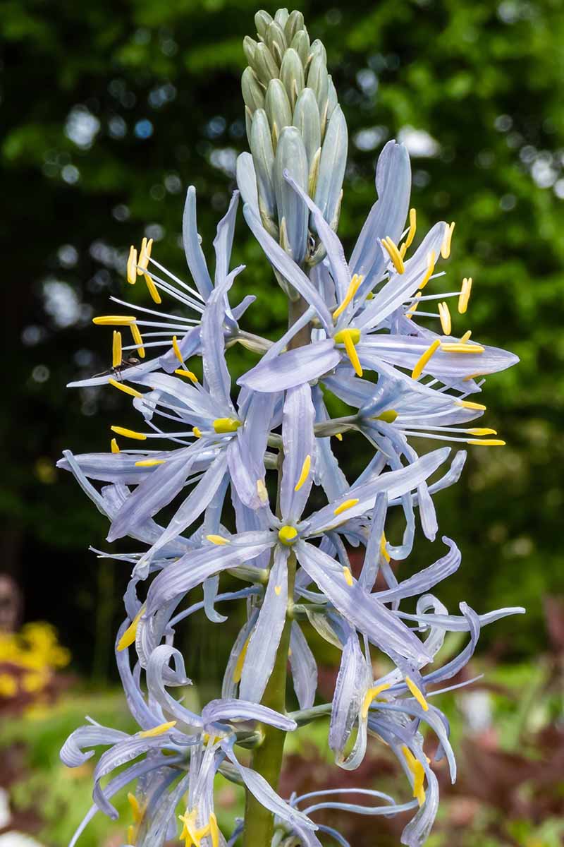 A vertical close up shot of a light blue camassia flower growing in the garden pictured on a soft focus background.
