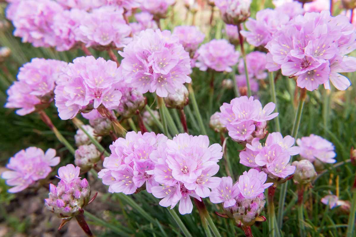 A close up horizontal image of light pink sea thrift flowers growing in the garden.