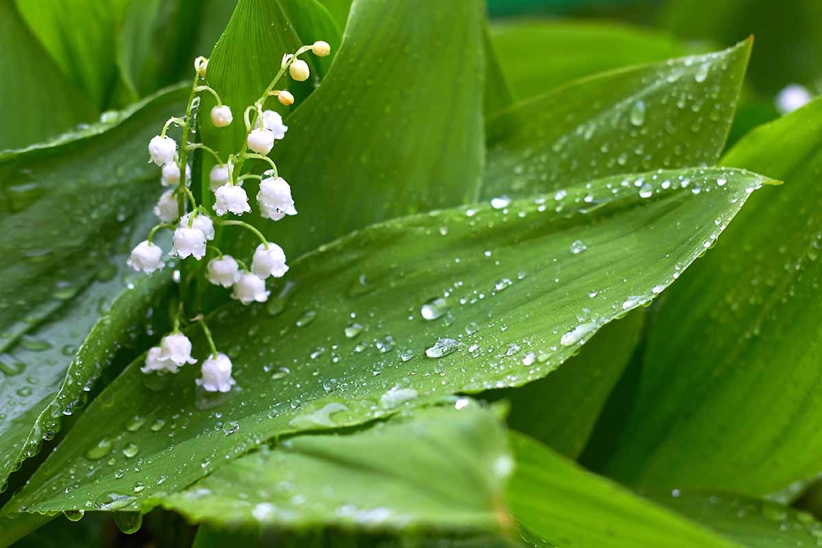A horizontal close up shot of a lily of the valley plant with white blossoms and morning dew on the leaves of the plant.