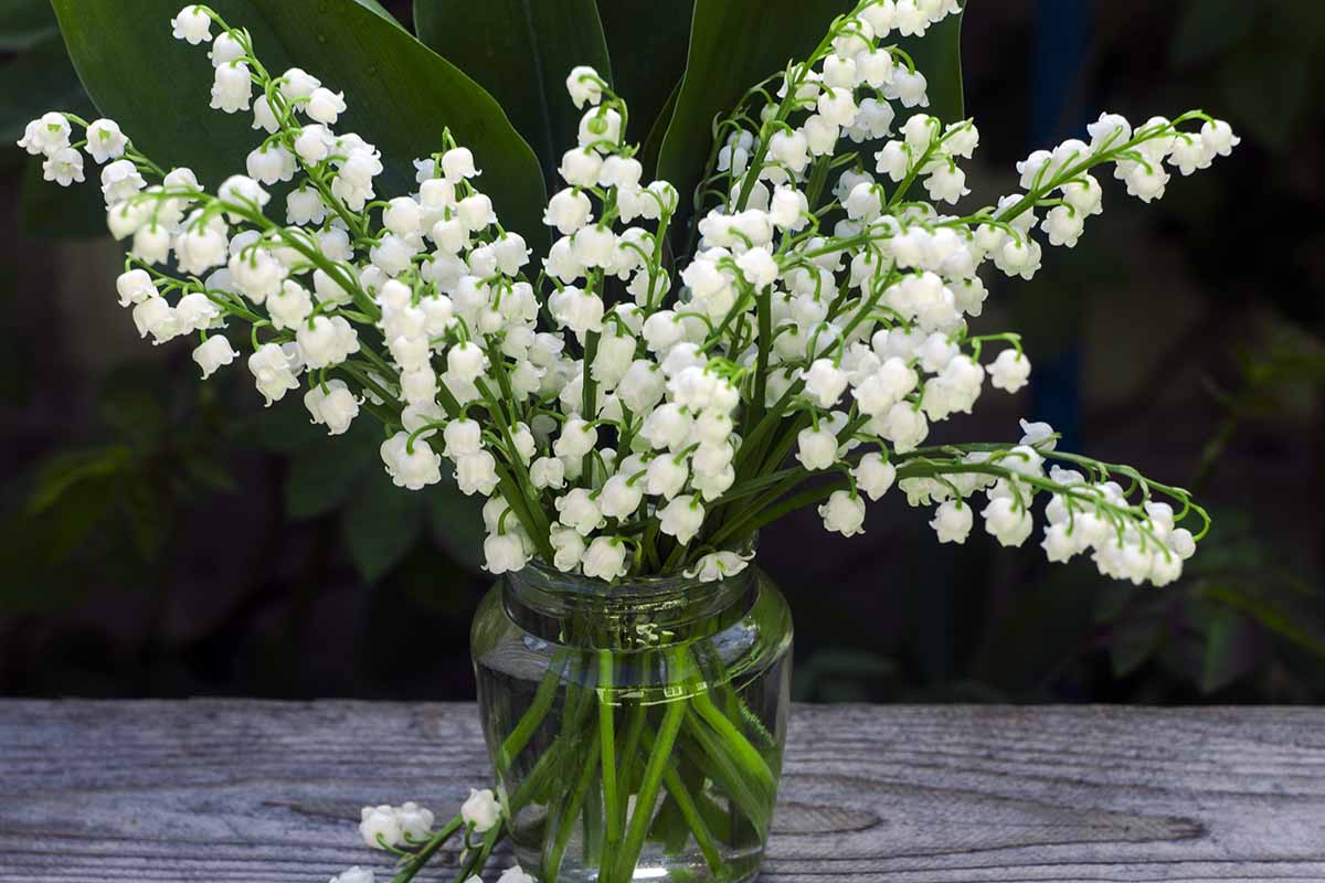 A horizontal photo of lily of the valley flowers in a glass vase against a dark background.