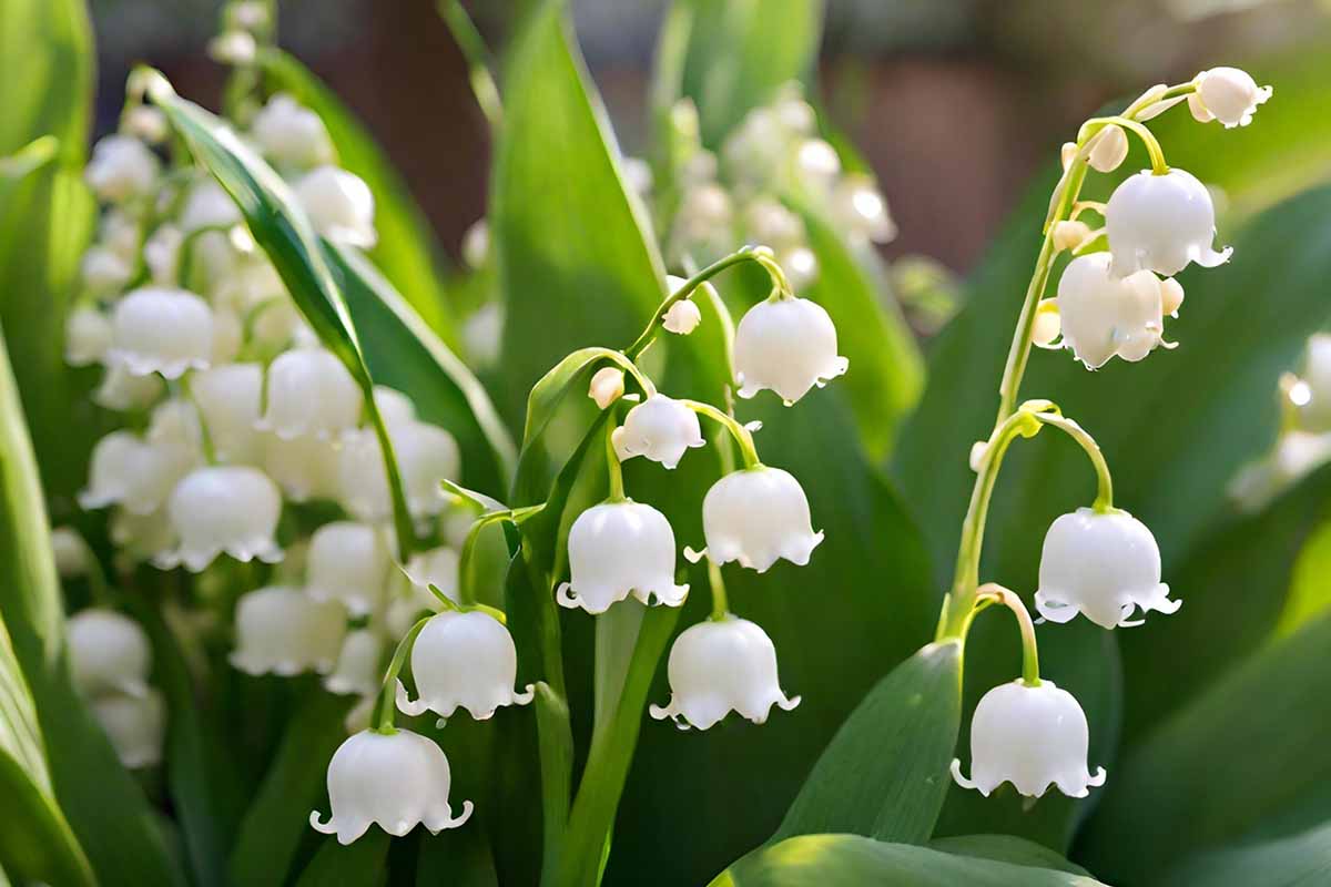 A horizontal close up of the white, bell-shaped blooms of a lily of the valley.