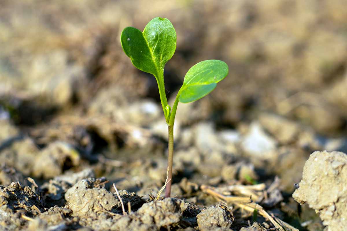A horizontal close up of a seedling emerging from the soil.