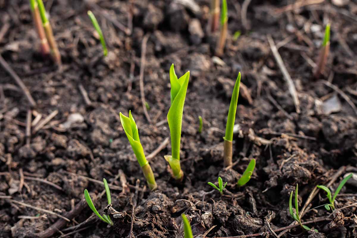 A horizontal shot of several small plants sprouting in a spring garden.