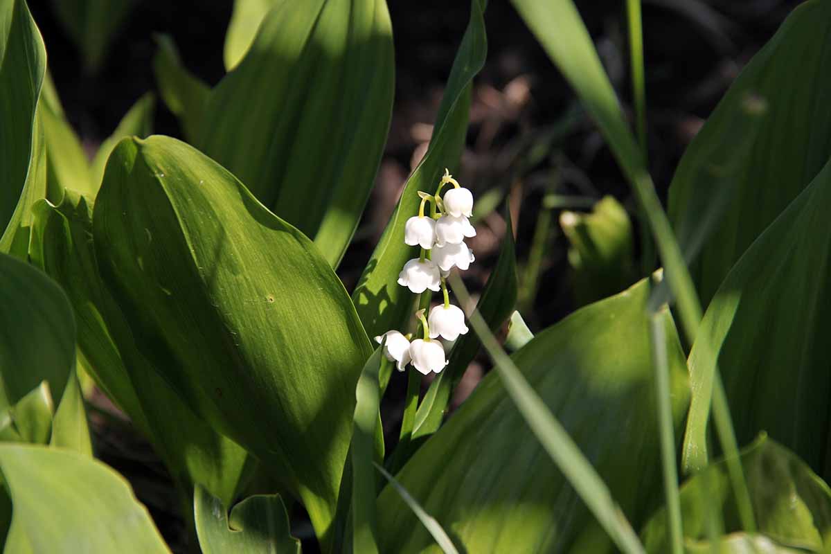 A horizontal close up shot of a lily of the valley in bloom.