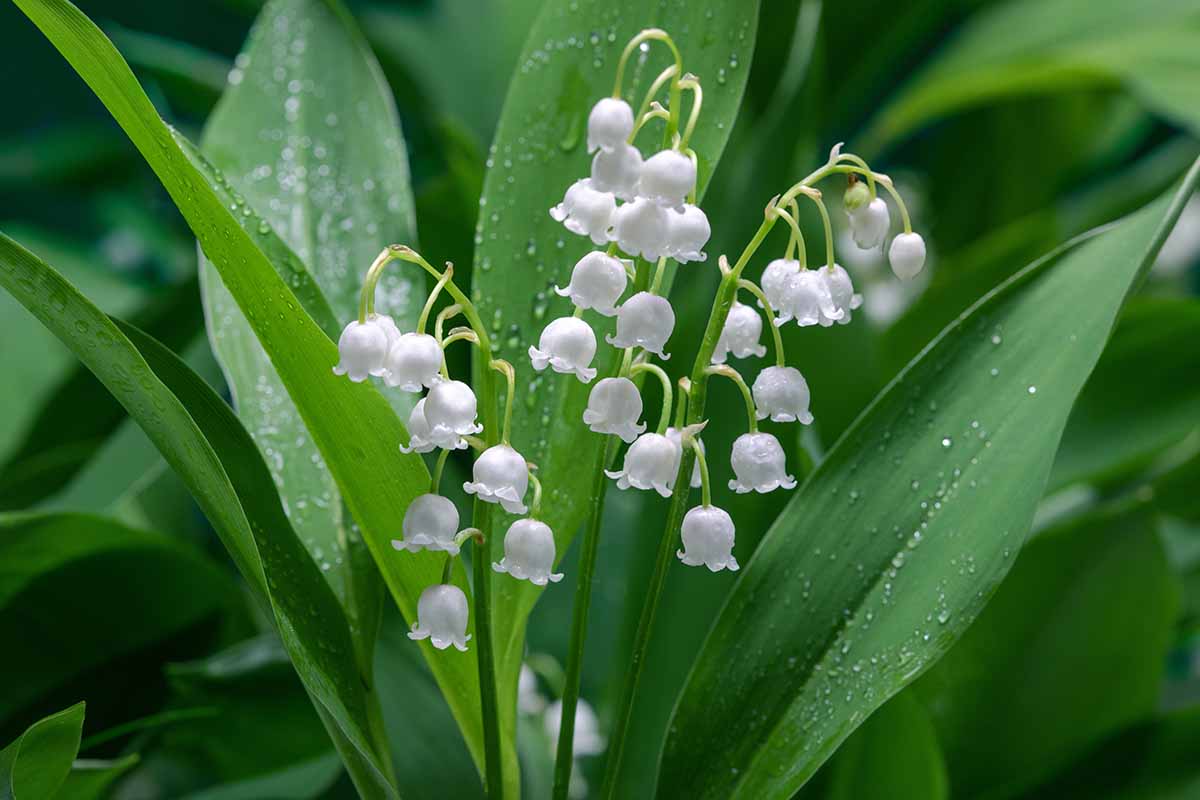 A horizontal photo of a Convallaria majalis in full bloom with small white flowers and bright green foliage.
