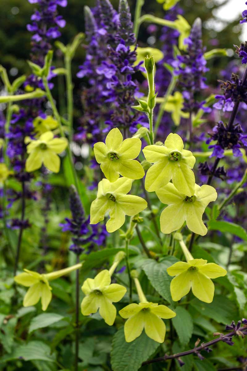 A vertical photo of lime green flowering tobacco growing in a garden with blurred out purple flowers in the background.