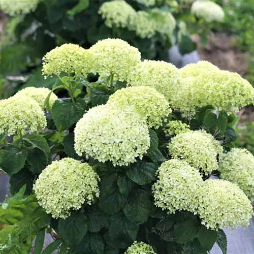 A square product shot of Limetta hydrangea plant with large lime green blooms.