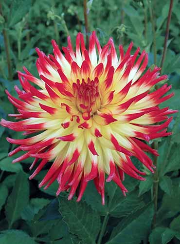 A close up of a single 'Lisonette' yellow and red dahlia flower growing in the garden.
