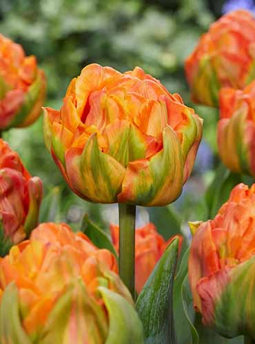 A close up vertical image of 'Lorenzo' tulips growing in the garden.