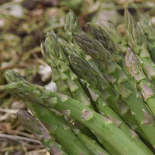 A square image of freshly harvested 'Mary Washington' asparagus pictured on a soft focus background.
