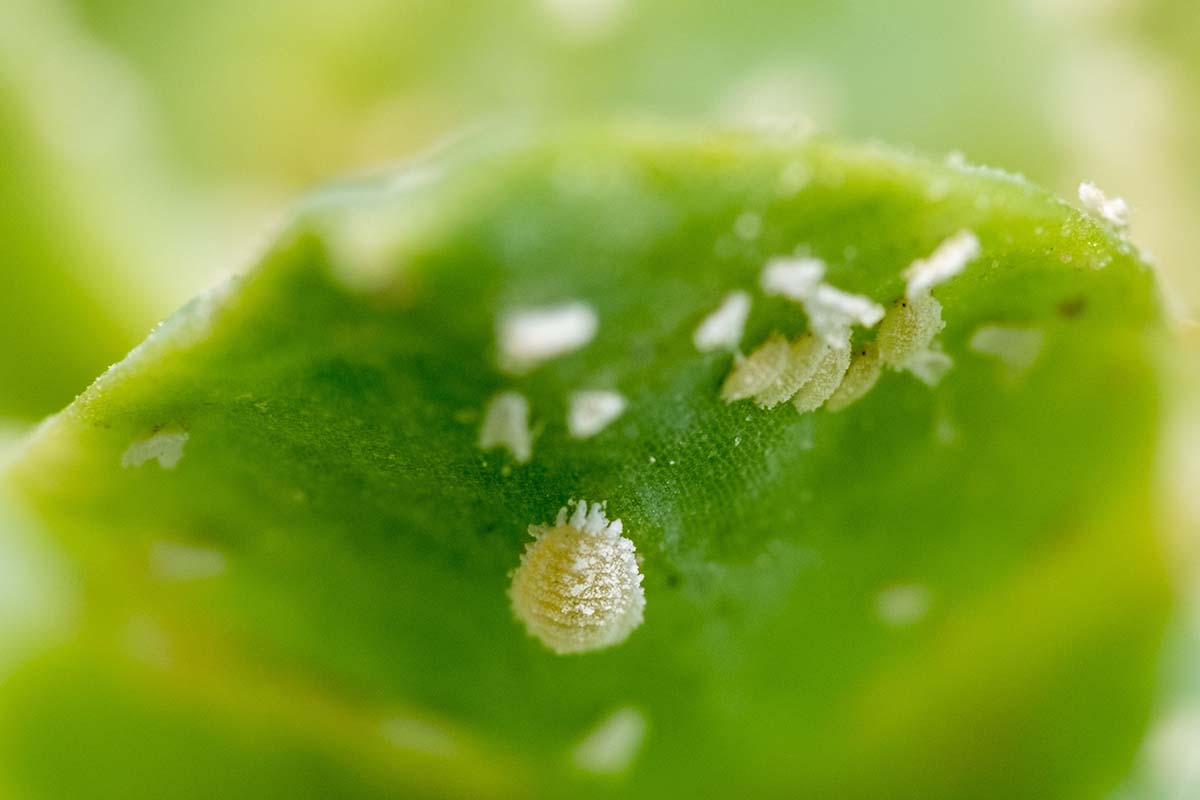 A horizontal selective focus of several mealy bugs on the bottom of a leaf.