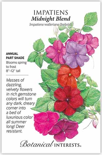 A vertical product photo of a packet of Midnight Blend impatiens seeds.