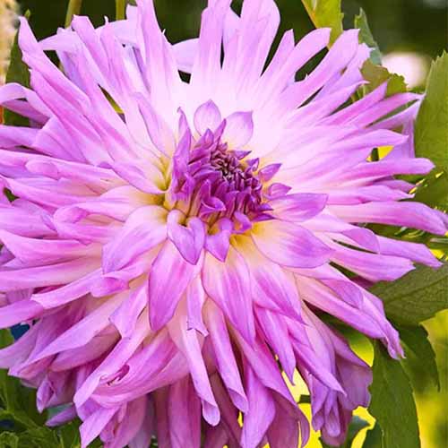 A square image of a light purple 'Mingus Randy' dahlia pictured on a soft focus background.